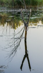 Torso of tree in swamp