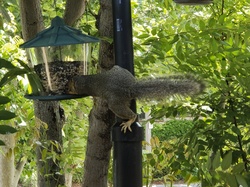 A squirrel stealing food from the bird feeder