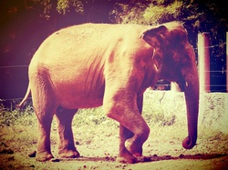 Elephant in zoo