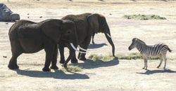 Elephants And Zebra