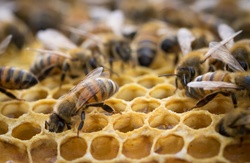 Close up view of the activities of honeybees making honey