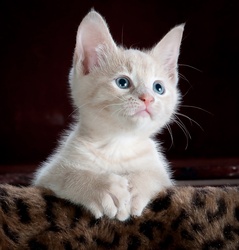 Portrait of a Pretty Kitty