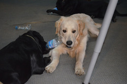 Labrador Retrievers