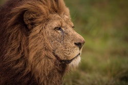 African Lion