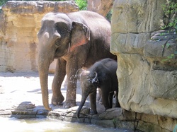 Mother and baby elephants enjoy a cool refreshing bath on a hot summer day