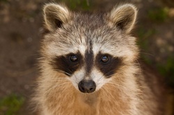 Close up view of a raccoon
