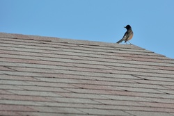 Robin On Roofing