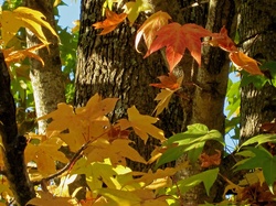 Rust and yellow autumn leaves