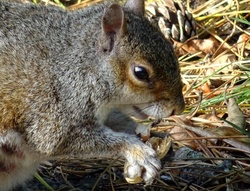 Squirrel Feeding Closeup
