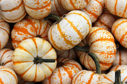 A group of white and orange pumpkins for use as a background