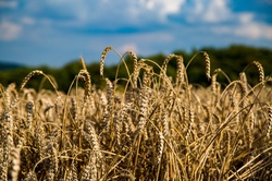 Cereal plant field with blue sky in a sunny summer day before harvesting
