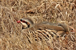 Chukar Bird In Winter Grass