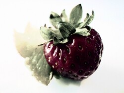 Pilgrimage bafflement