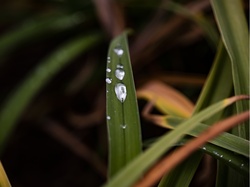 Water droplets on thin leaves