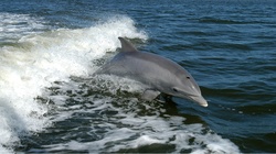 Dolphin, Tursiops Truncatus