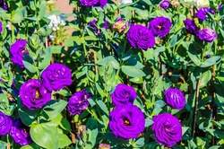 Doi Tung, Chiang Rai, Thailand