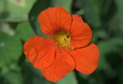 Close Up of a Canadian Flower