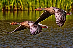 Painting of Geese flying over water
