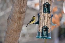Goldfinch At Feeder