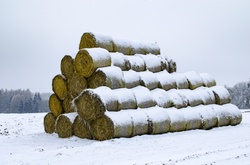 Straw Fodder Bales in Winter: straw that were left after the fall harvest are used as animal feed and bedding during the winter months