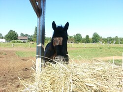 Horse eating hay in an outdoor enclosure