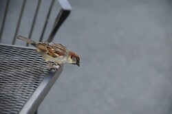 Cute little brown and black stripped bird perched on the end of a table waiting for some food crumbs to drop