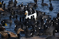 One white duck among many black coots