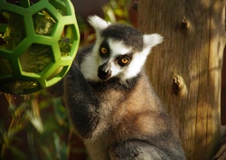 Ring-tailed Lemur Lemur Primate Monkey