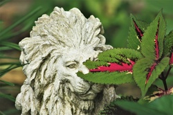 The head of a white lion statue is peeking from behind the pink and green leaves of a coleus plant, in a spring flower garden.
