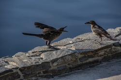 Mama Bird And Juvenile