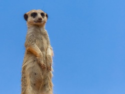 Meerkat against blue sky with plenty of space for text