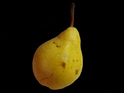 Isolated yellow pear on black background