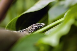 Podarcis Muralis: A common wall lizard hiding in the leaves of the magnolia tree