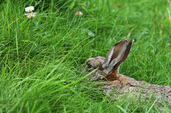 Rabbit hiding in grass