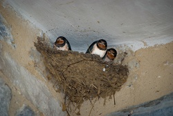A swallow nest with squeaking young against the ceiling