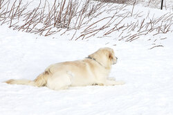 Labrador laying on snow