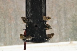 A variety of backyard birds are perched on a hanging bird feeder in falling snow.