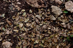 Brown forest floor texture with dead leaves