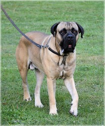Bullmastiff