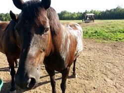 Canadian horse in an outdoor enclosure