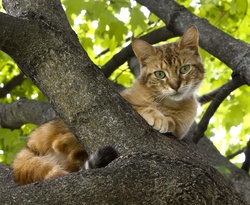 Cart hiding in Tree from Dog