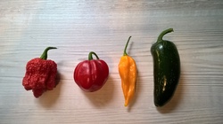 Different types of chili