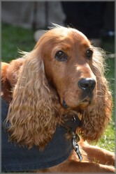 Cocker Spaniel
