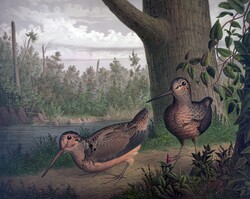 Public domain vintage painting of two woodcock game birds