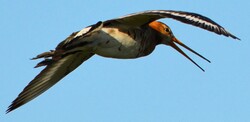 Flying godwit extra magnified