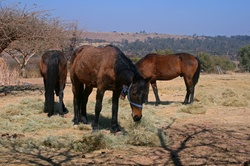 Horse with halter displaying winter coat