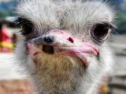 Face of an Ostrich bird
