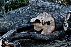 Pacman shaped tree stump. Sea face in the tree trunk