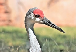 Sandhill Crane Portrait