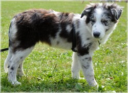 Photo series with various types of dogs